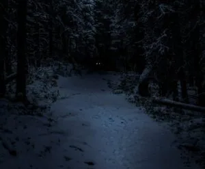 Mørk skov
