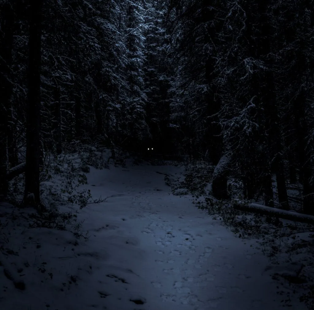Gå død i mørket. Mørk skov med dyr inden i.