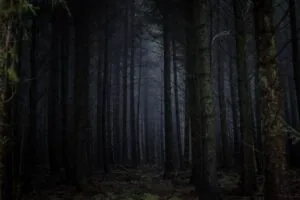 Skoven